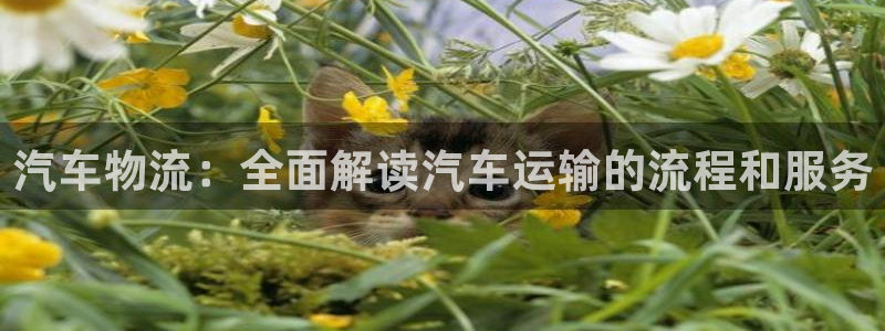 28圈是正规软件吗：汽车物流：全面解