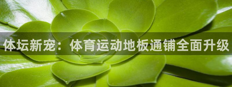 77体育官网