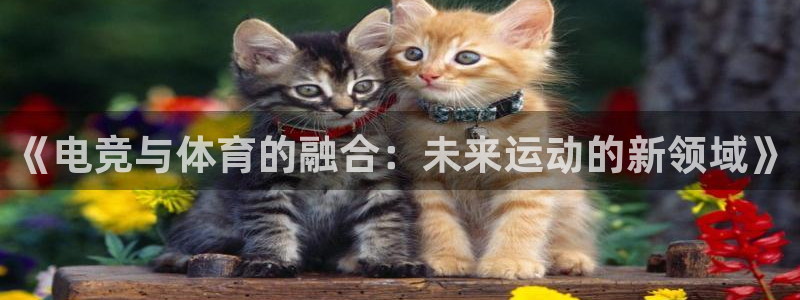 77体育app下载官网