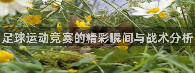 77体育官网